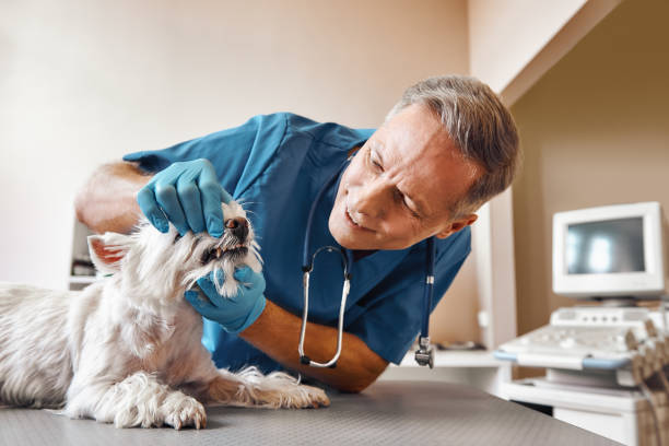 Best Emergency Wisdom Tooth Extraction in Logan, UT